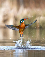 (f)Kingfisher