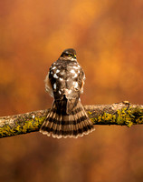 (juv) (f) Sparrowhawk