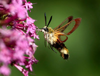 Broad-bordered Bee Hawkmoth (1)