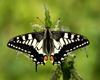 Swallowtail (8)
