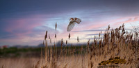 Barn Owl (579)