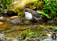 Dipper