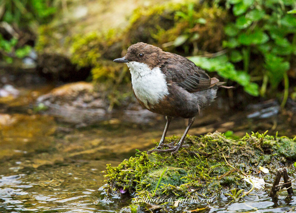 Dipper (1)