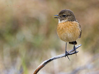 (f)Stonechat (17)