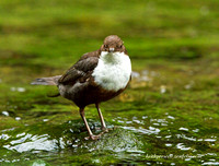 Dipper (5)