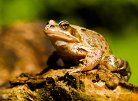 Frog (16)