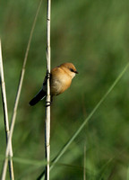 Bearded Tit(Reedling) (10)