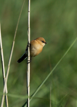 Bearded Tit(Reedling) (10)