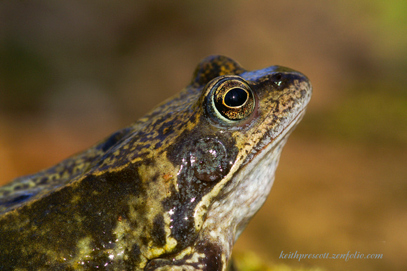 Frog (1)