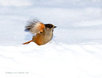 Siberian Jay (14)