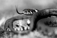 Grass Snake (4)