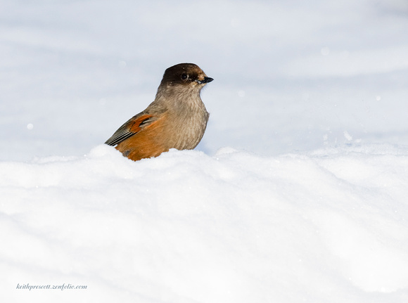 Siberian Jay (15)