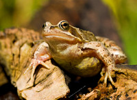 Frog (7)