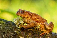 Toad (3)