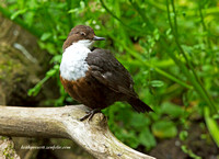 Dipper (10)