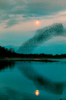 Starling Murmuration (17)