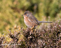 (f)Dartford Warbler (2)