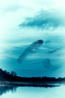 Starling Murmuration (20)
