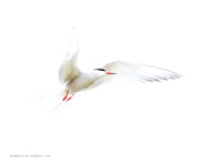 Common Tern (4)