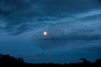 Starling Murmuration (5)