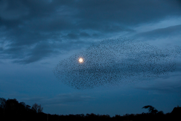Starling Murmuration (5)