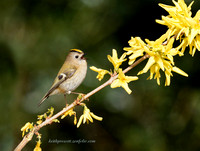 Goldcrest