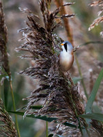 Bearded Tit(Reedling) (5)