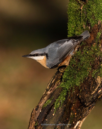 Nuthatch (25)