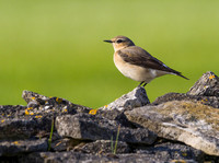 (f)Wheatear (13)