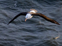 Black-browed Albatross (2)