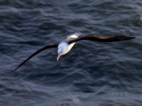 Black-browed Albatross (5)