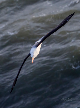 Black-browed Albatross (6)