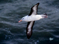 Black-browed Albatross (8)