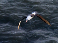 Black-browed Albatross (10)