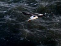 Black-browed Albatross (11)