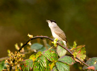 (m)Black Cap (2)