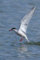 Common Tern (10)