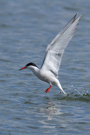 Common Tern (10)