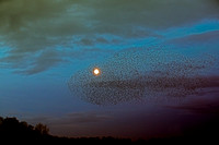 Starling Murmuration (2)