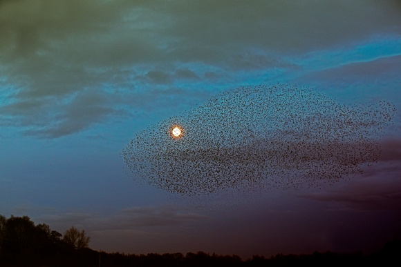 Starling Murmuration (2)