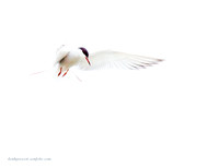 Common Tern (3)