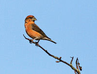 (m)Crossbill (7)