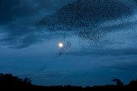 Starling Murmuration (8)