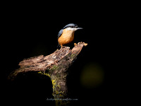 Nuthatch (5)