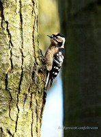 (f)Lesser spotted Woodpecker (5)