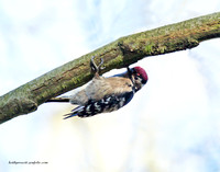 (m)Lesser spotted Woodpecker (2)