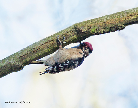 (m)Lesser spotted Woodpecker (2)