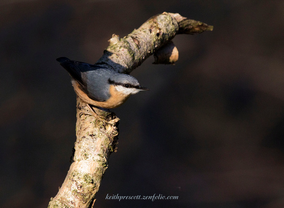 Nuthatch (21)