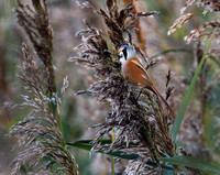 Bearded Tit(Reedling) (7)