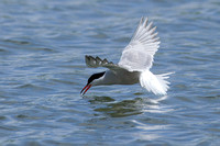 Common Tern (13)